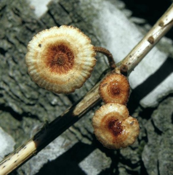 Crinipellis stipitaria / stipitarius