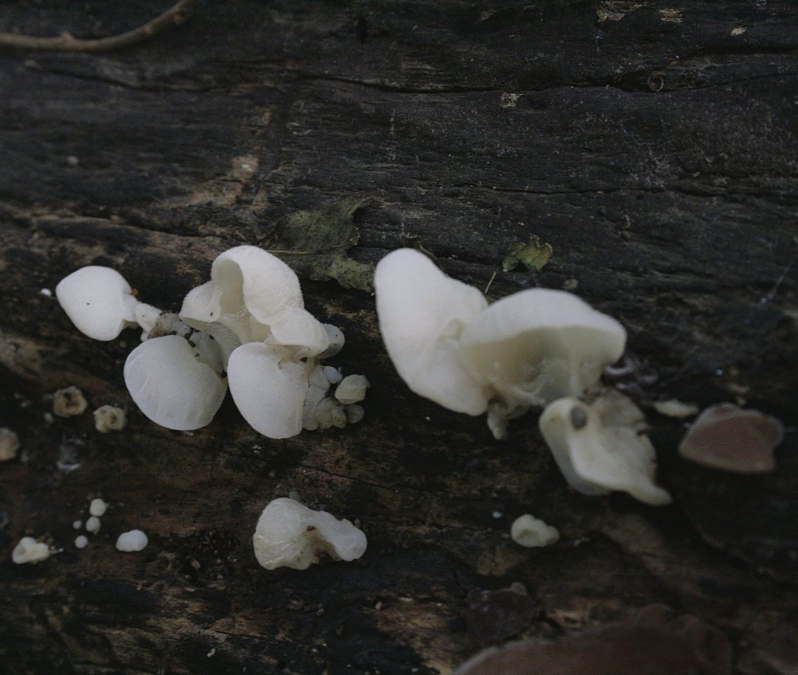 Auricularia auricula-judae var. lactea