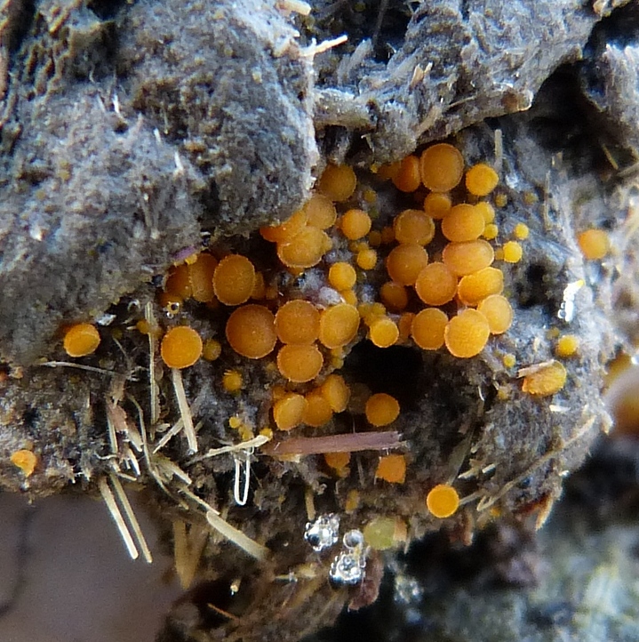 Cheilymenia raripila