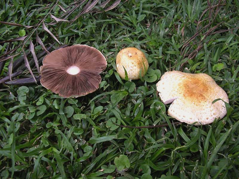 Agaricus lutosus