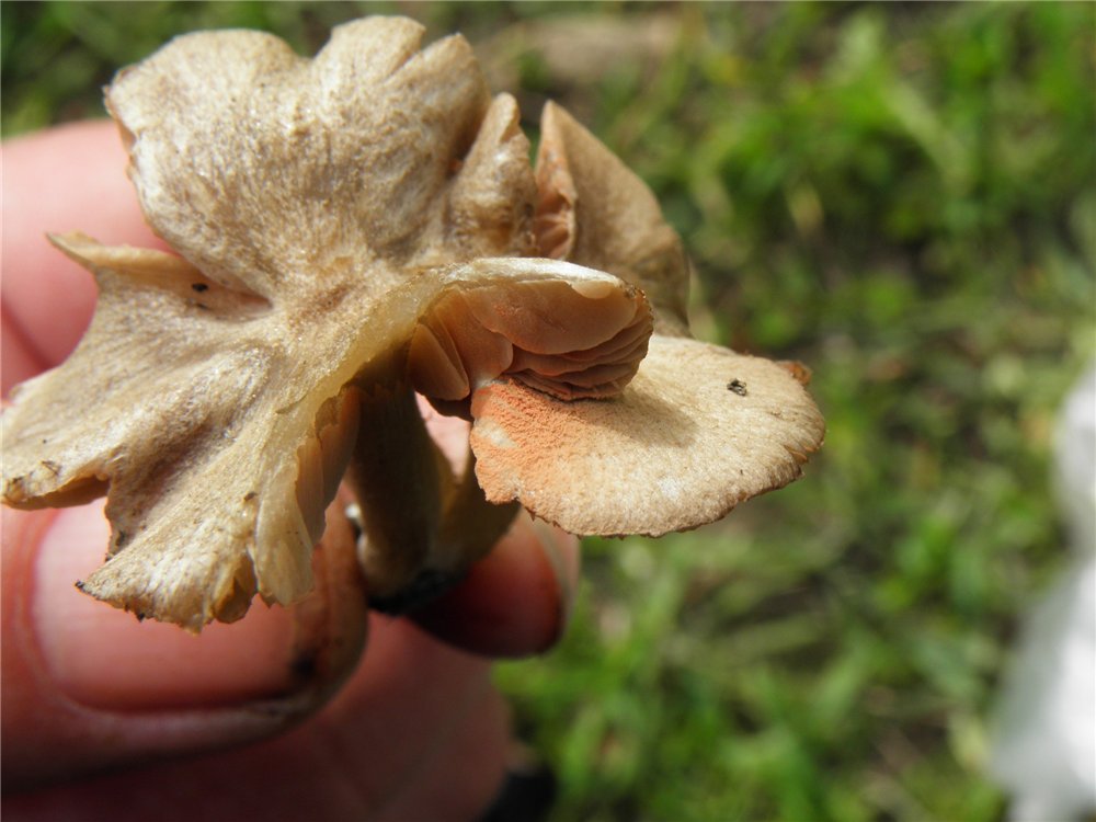 Entoloma neglectum / cancrinum / Rhodophyllus cancrinus