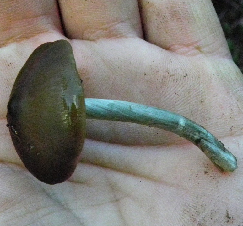 Entoloma hirtipes / Rhodophyllus hirtipes / Nolanea hirtipes