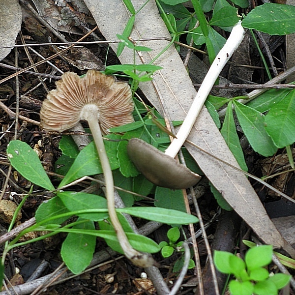 Entoloma mammosum / Rhodophyllus mammosus