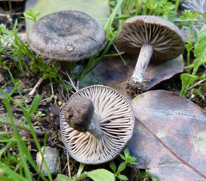 Entoloma sp1 (Entoloma plebejum?)