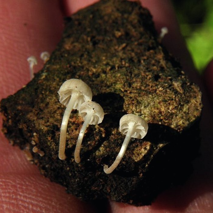Entoloma rhodocylix / Rhodophyllum rhodocylix