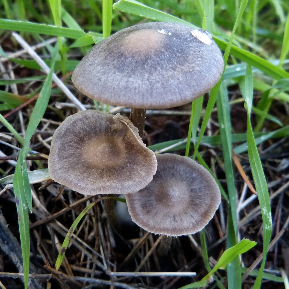 Entoloma sericeum / Rhodophyllum sericeus