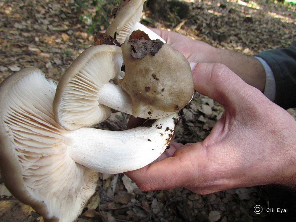 Entoloma sinuatum / lividum / Rhodophyllus sinuatus