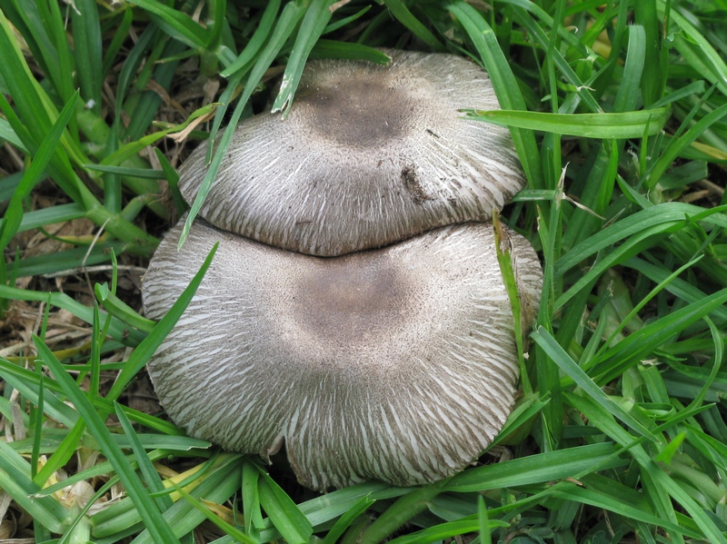 Agaricus xanthodermus var. lepiotoides