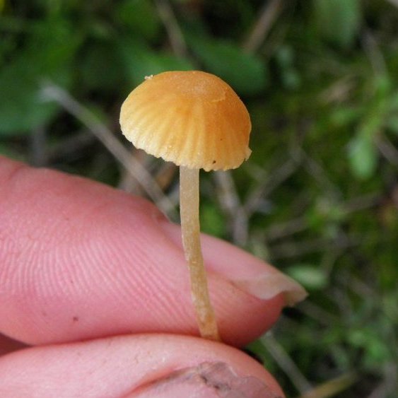 Galerina graminea / laevis