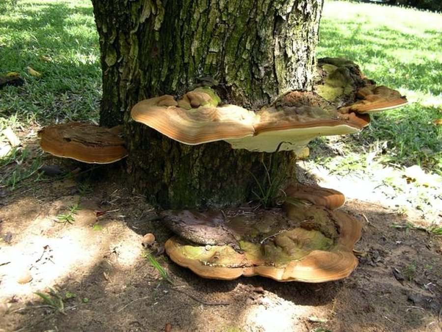 Ganoderma applanatum / lipsiense