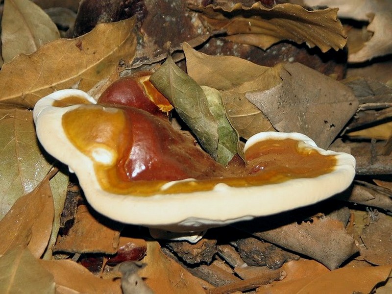 Ganoderma resinaceum / Fomes resinaceus