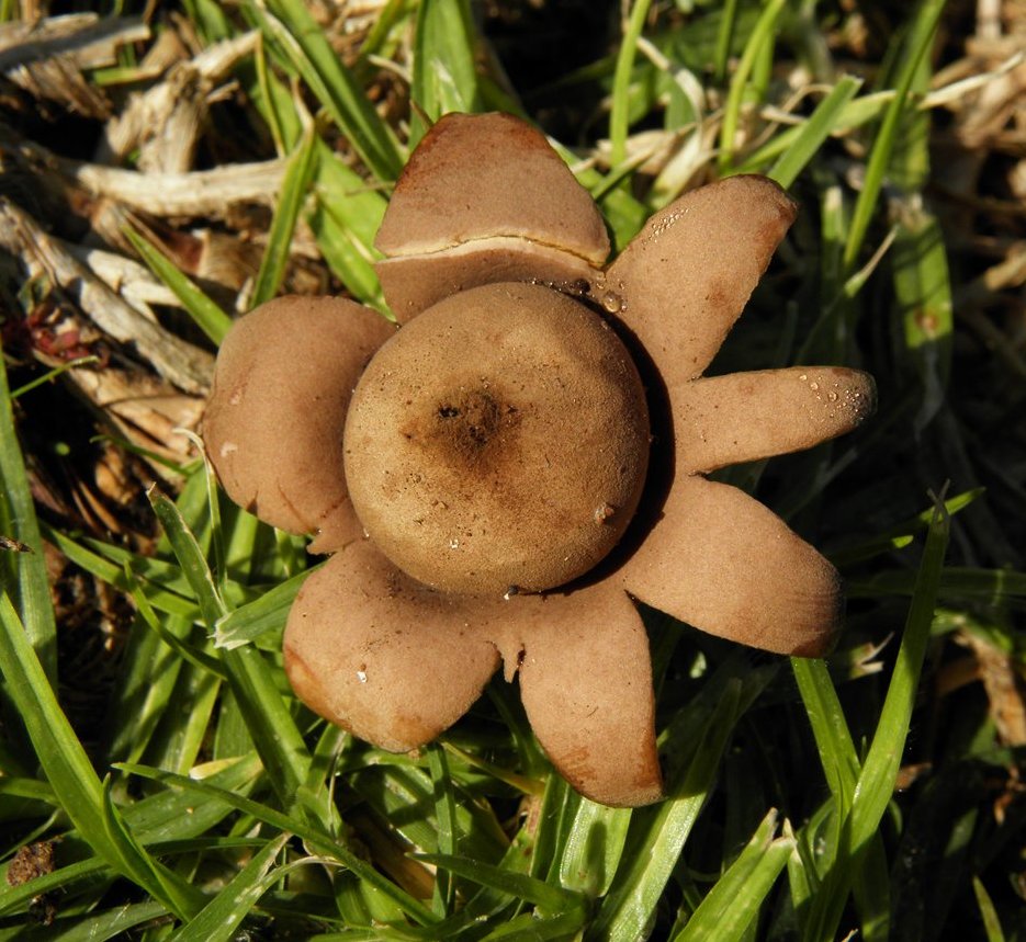 Geastrum floriforme