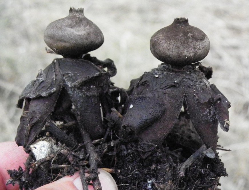Geastrum fornicatum