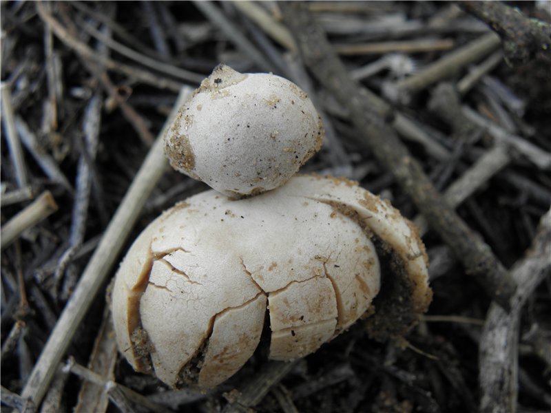 Geastrum minimum