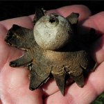 Geastrum pseudolimbatum / G. coronatum f. pseudolimbatum