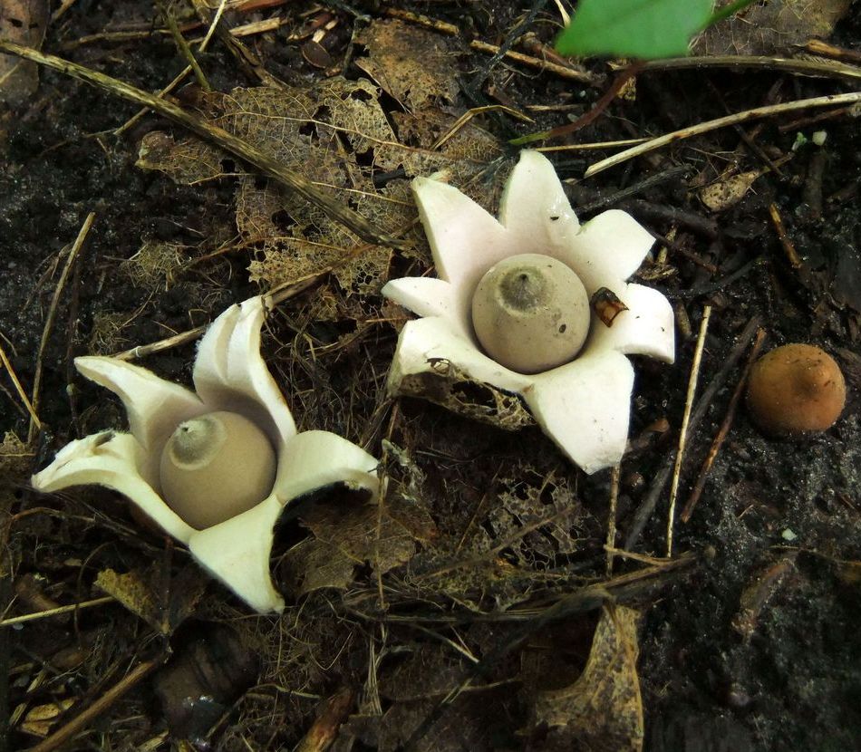 Geastrum saccatum