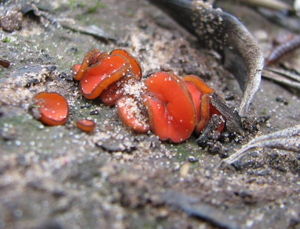 Scutellinia subhirtella