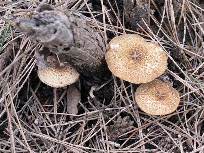 Polyporus arcularius 