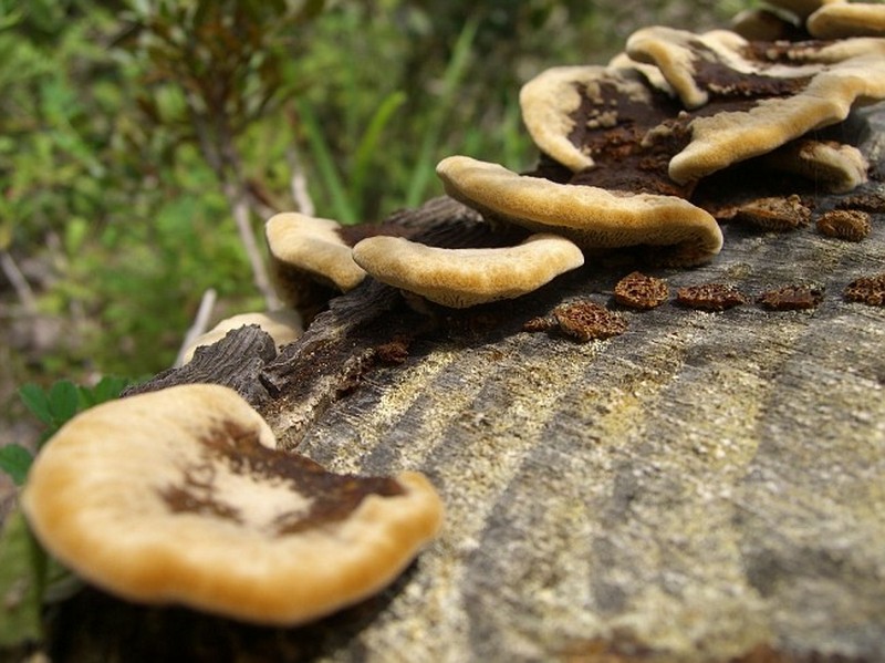 Gloeophyllum sepiarium / Daedalea sepiaria