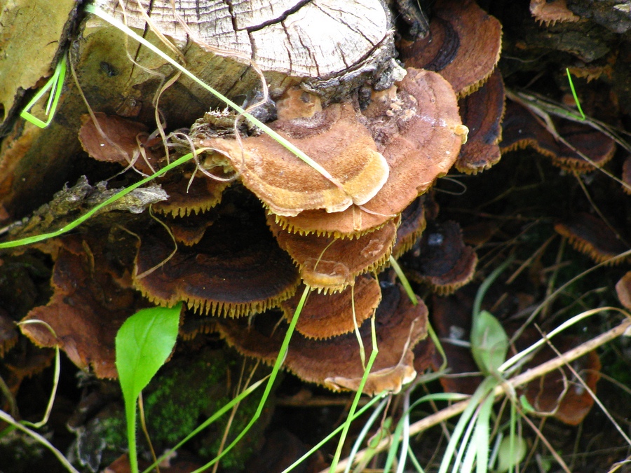 Gloeophyllum subferrugineum / sepiarium var. subferrugineum