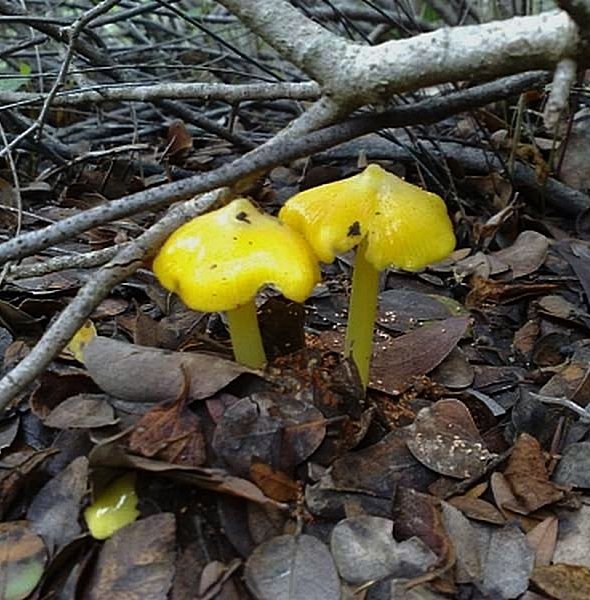 Hygrocybe konradii / acutoconica var. konradii