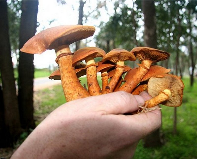 Gymnopilus spectabilis / junonius