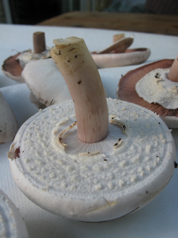 Agaricus nivescens / A. osecanus