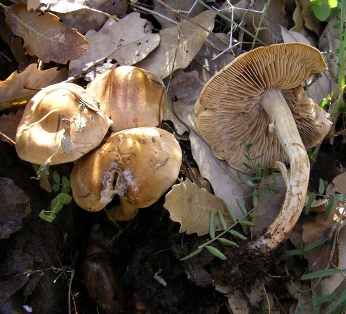 Hebeloma longicaudum / H. crustuliniforme var. longicaudum