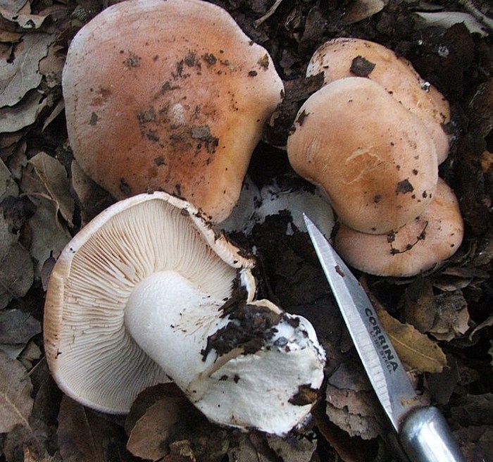 Hebeloma sinapizans