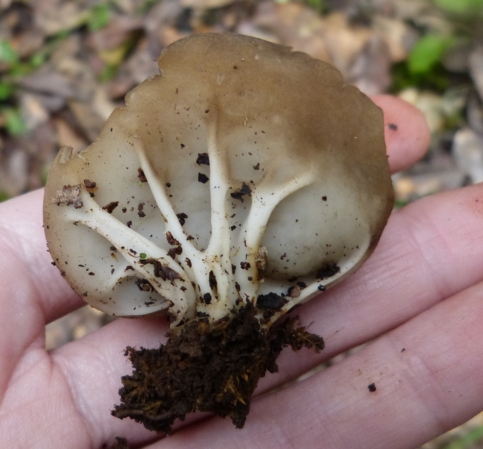 Helvella acetabula / Paxina acetabulum