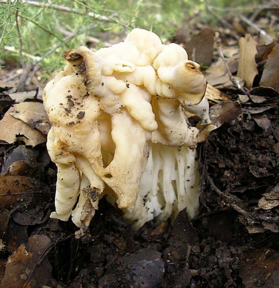 Helvella crispa