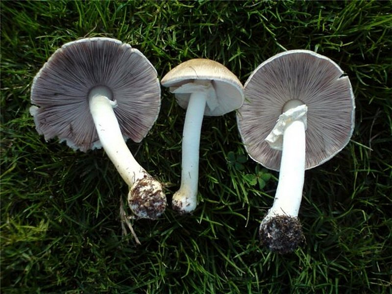 Agaricus abruptibulbus / essettei