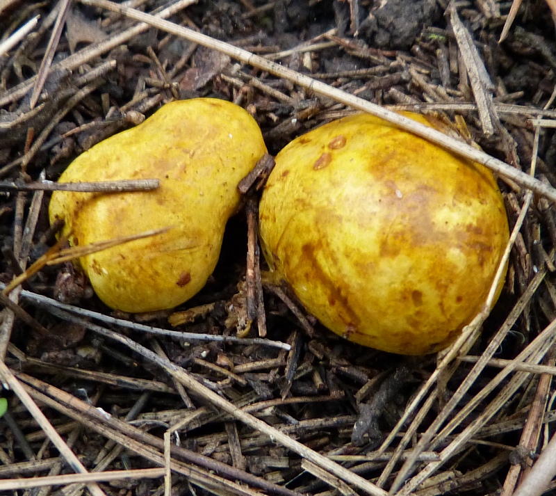 Rhizopogon sp.1 (R. graveolens f. pomaceus?)