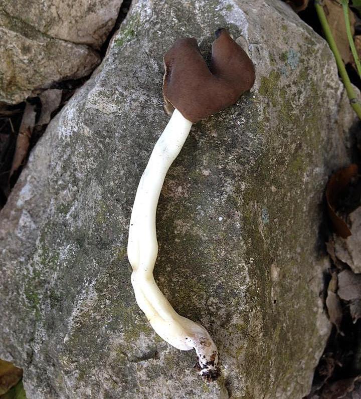 Helvella sp.1 (H. albella?)