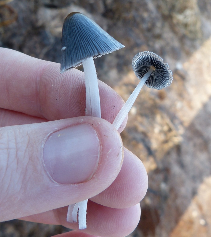 Coprinopsis macrocephala / Coprinus macrocephalus