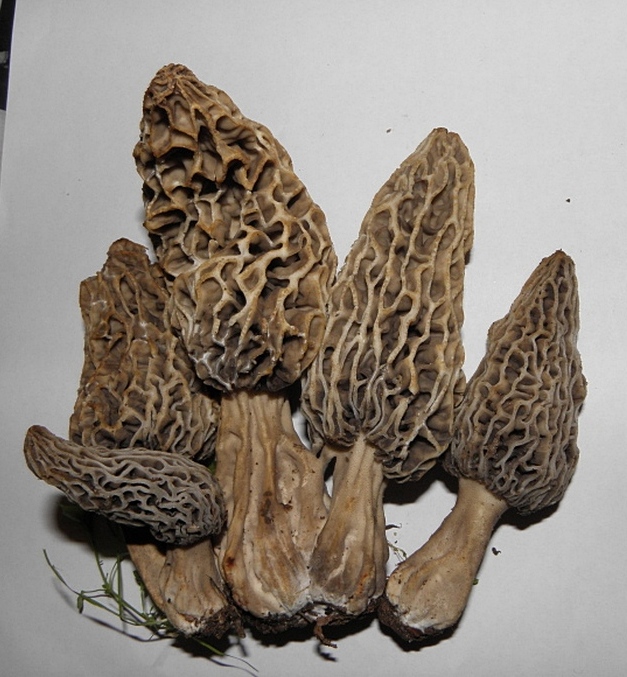 Morchella rufobrunnea
