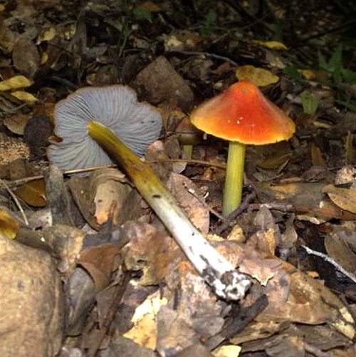 Hygrocybe conica / Hygrophorus conicus 