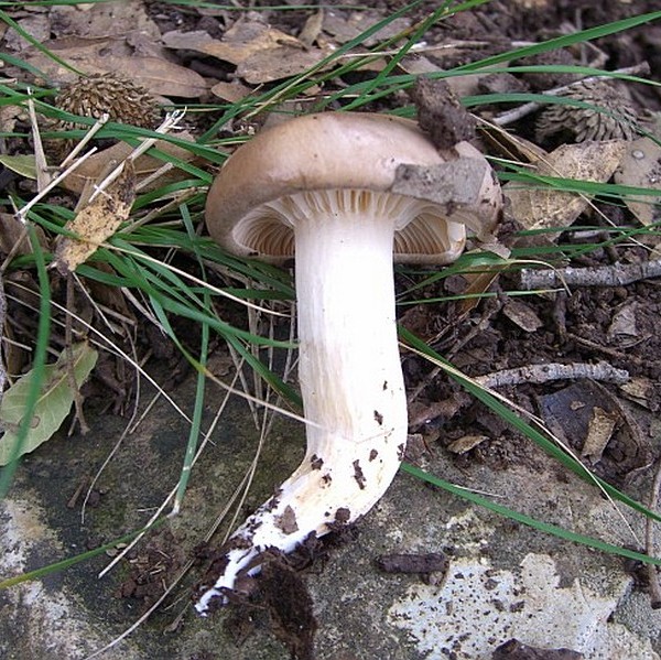 Hygrophorus pratensis / Hygrocybe pratensis / Cuphophyllus pratensis