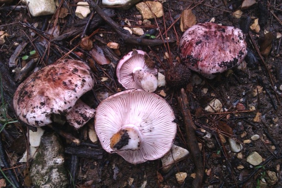 Hygrophorus russula