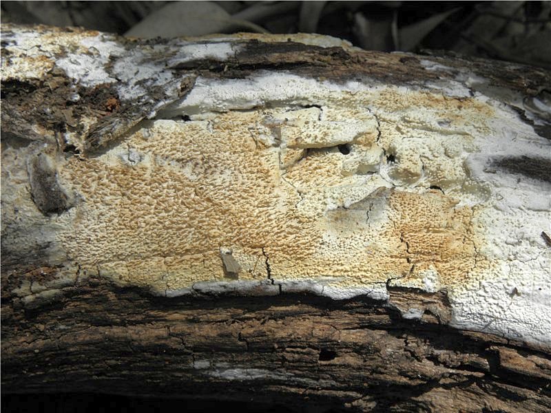 Hyphodontia quercina