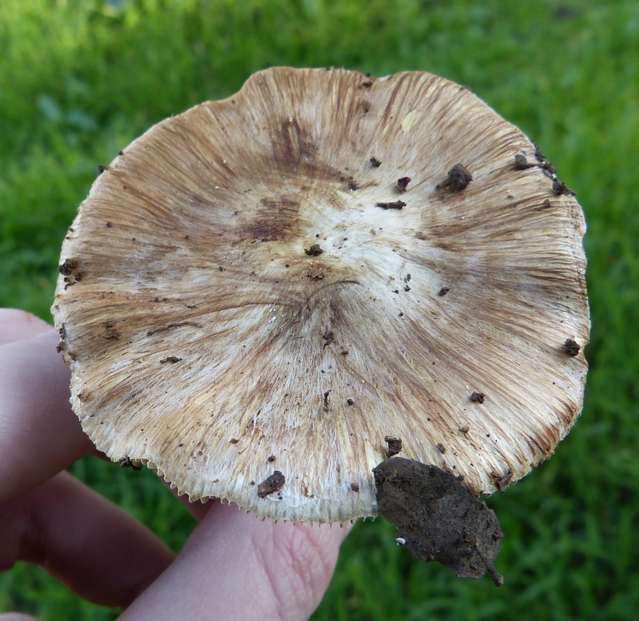 Inocybe perlata / I. rimosa var. perlata