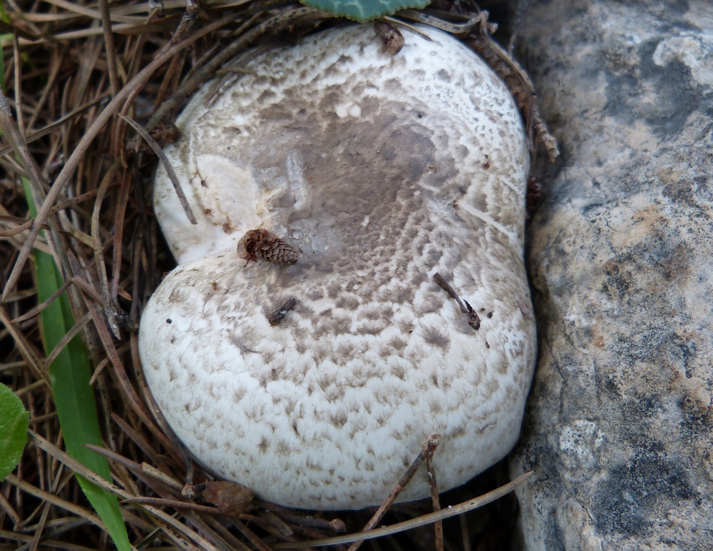 Agaricus pseudopratensis 