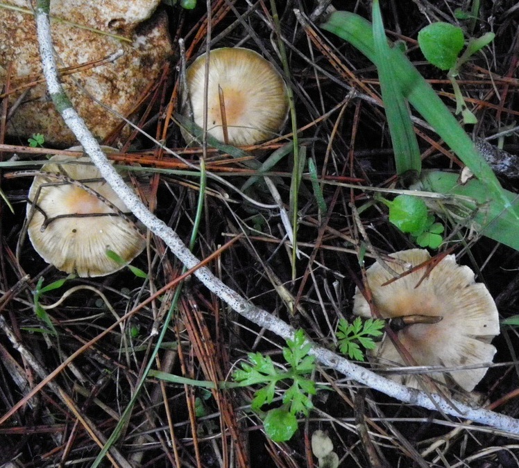 Inocybe posterula / xanthodisca