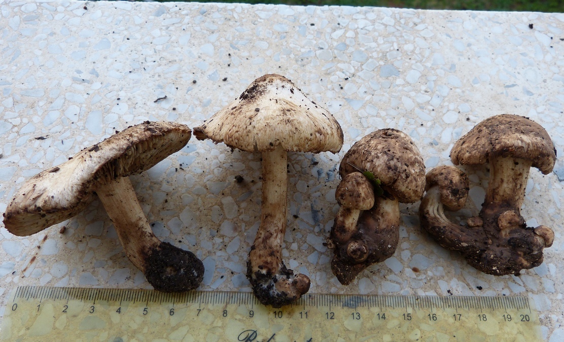 Inocybe pyriodora var incarnata / I. fraudans