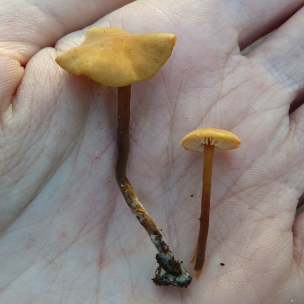 Macrocystidia cucumis var. latifolia