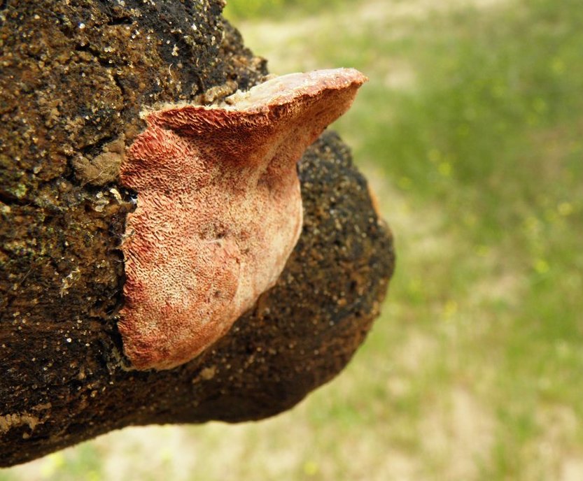 Hapalopilus nidulans / Popyporus rutilans