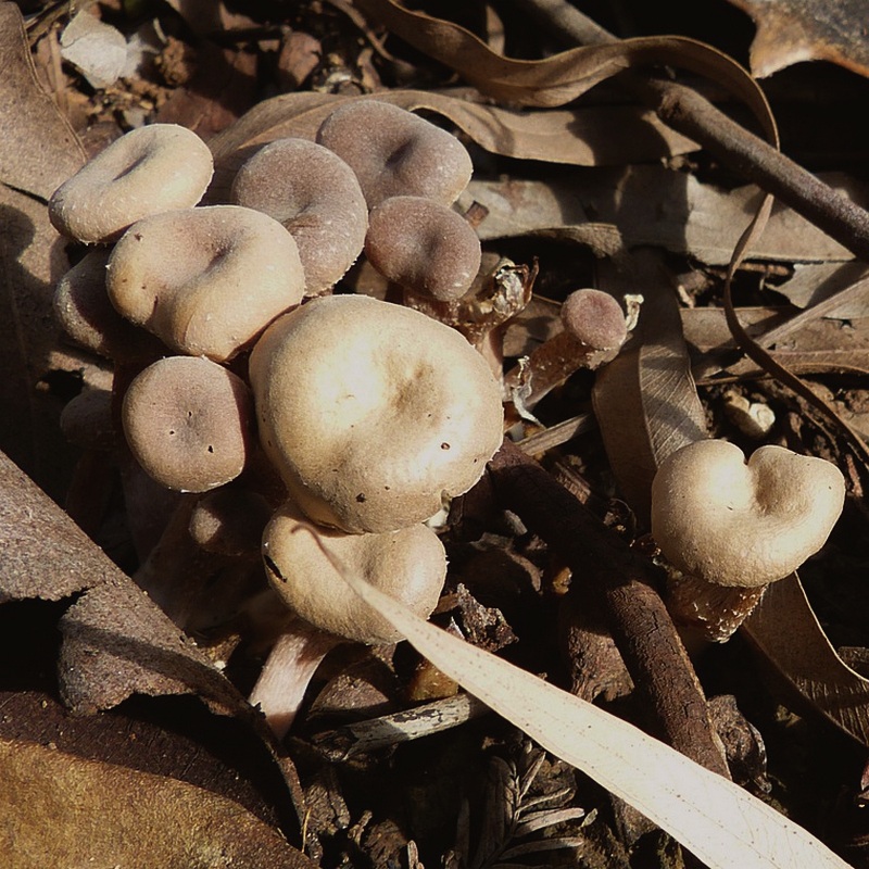 Laccaria sp 1