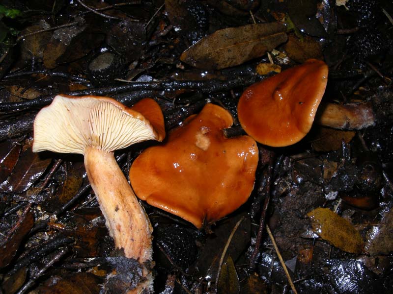 Lactarius atlanticus 