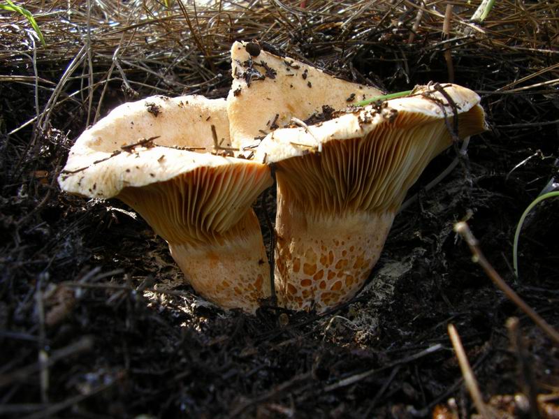 Lactarius deliciosus