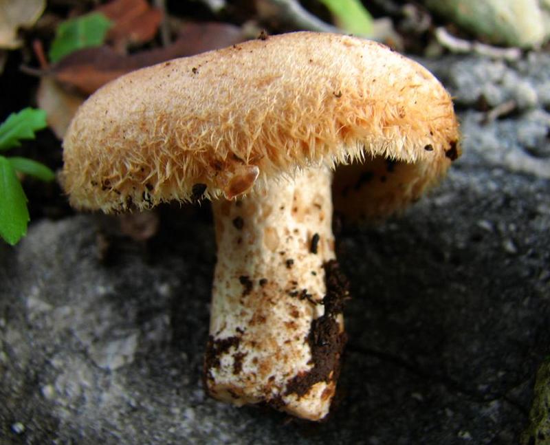 Lactarius mairei